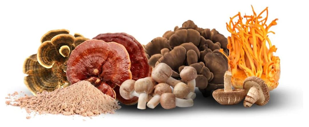 სოკოების ნაკრები 